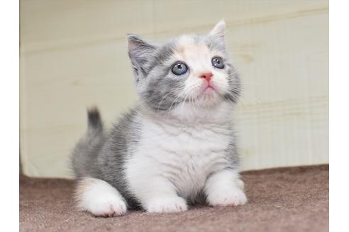 成約済の愛知県のミヌエット-17769の9枚目