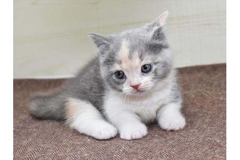 成約済の愛知県のミヌエット-17769の8枚目