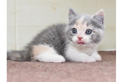 成約済の愛知県のミヌエット-17769の7枚目