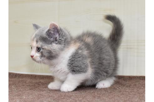 成約済の愛知県のミヌエット-17769の6枚目