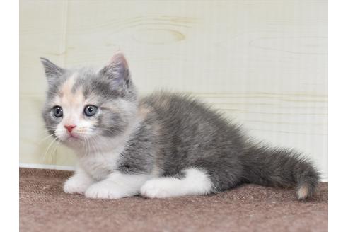 成約済の愛知県のミヌエット-17769の5枚目