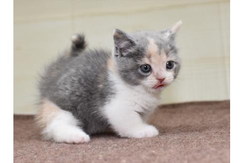 成約済の愛知県のミヌエット-17769の4枚目