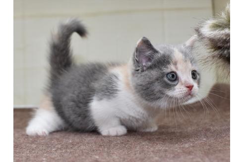 成約済の愛知県のミヌエット-17769の3枚目