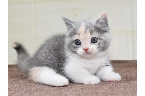 成約済の愛知県のミヌエット-17769の2枚目