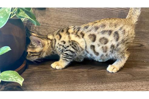 成約済の愛媛県のベンガル-17568の11枚目