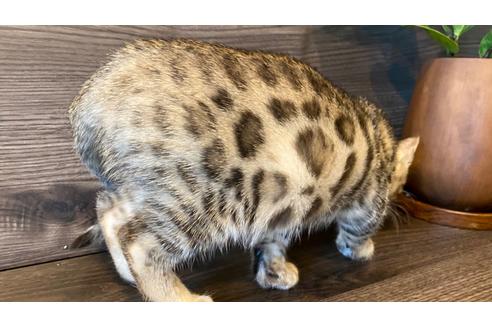 成約済の愛媛県のベンガル-17568の13枚目