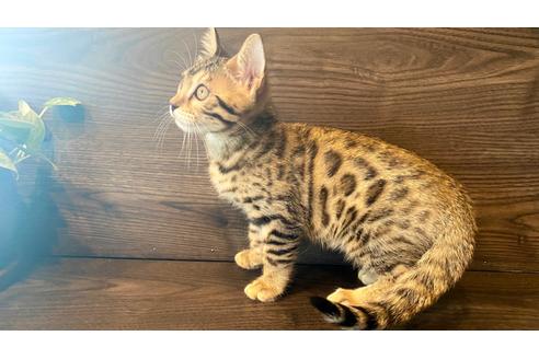 成約済の愛媛県のベンガル-17568の4枚目