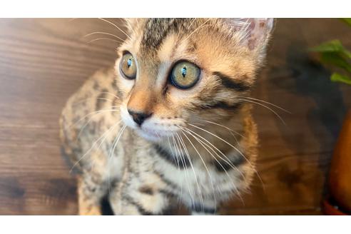 成約済の愛媛県のベンガル-17568の8枚目