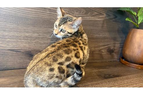 成約済の愛媛県のベンガル-17568の7枚目