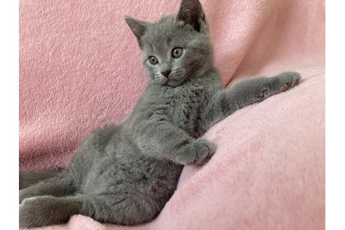 静岡県のシャルトリュー 男の子 21 08 05生まれ 美しいブルー猫 気品と可愛さを兼ね備えた魅力を是非 子猫id 子猫 ブリーダーナビ