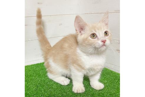 マンチカンでクリーム系の子猫を探す 子猫ブリーダーナビ マンチカンでクリーム系の子猫を探す 子猫ブリーダーナビ