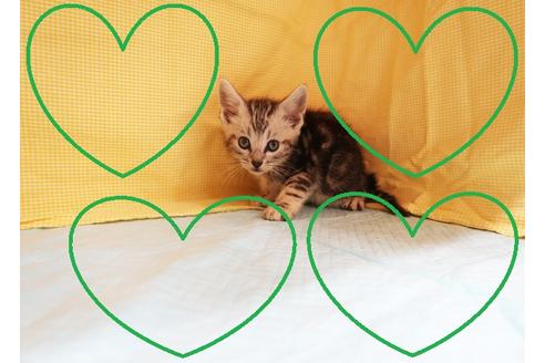 成約済の東京都のアメリカンショートヘア-18074