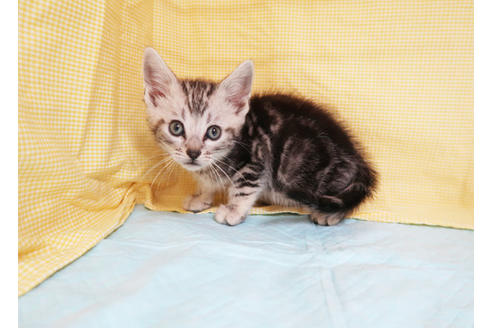 成約済の東京都のアメリカンショートヘア-18074の2枚目