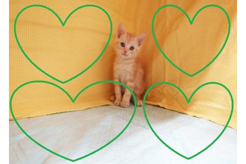 成約済の東京都のアメリカンショートヘア-18075