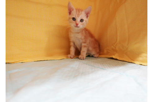 成約済の東京都のアメリカンショートヘア-18075の2枚目