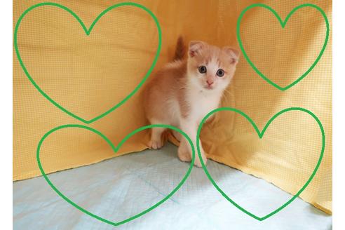 成約済の東京都のスコティッシュフォールド-18076