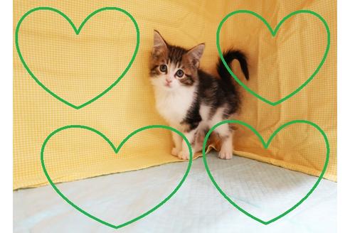 成約済の東京都のノルウェージャンフォレストキャット-18077