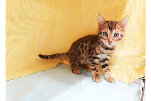 成約済の東京都のベンガル-18078の2枚目