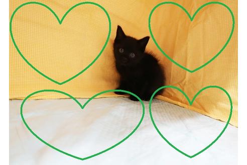 成約済の東京都のスコティッシュフォールド-18079の1枚目