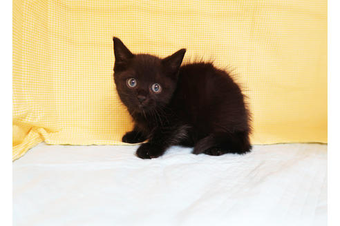 成約済の東京都のスコティッシュフォールド-18079の2枚目