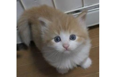 成約済の茨城県のノルウェージャンフォレストキャット-18091の3枚目