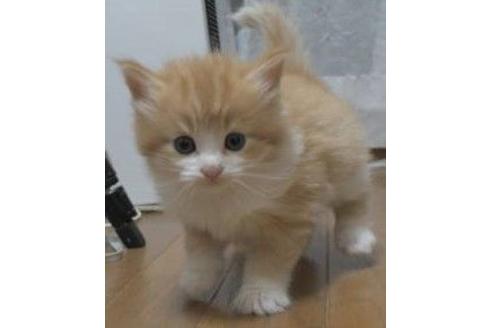 成約済の茨城県のノルウェージャンフォレストキャット-18091の2枚目