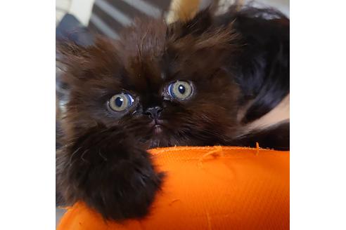 成約済の愛知県のエキゾチックショートヘア-18131の1枚目