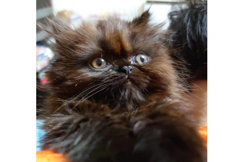 成約済の愛知県のエキゾチックショートヘア-18131の4枚目