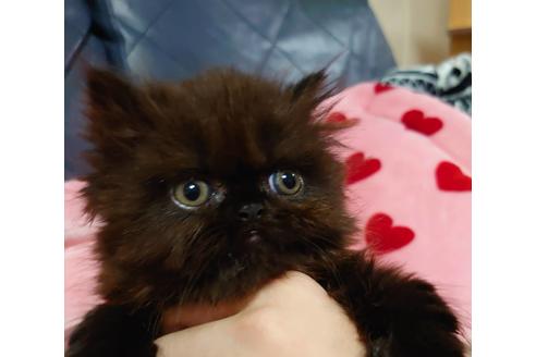 成約済の愛知県のエキゾチックショートヘア-18131の3枚目