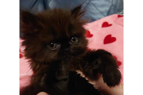 成約済の愛知県のエキゾチックショートヘア-18131の2枚目