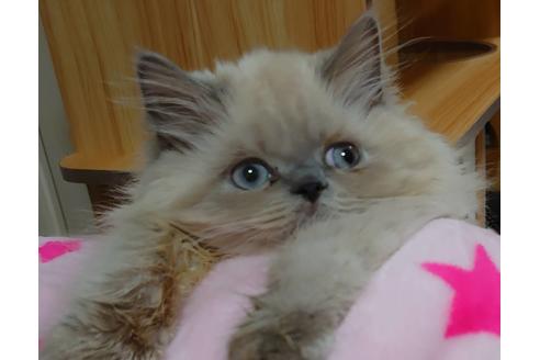 成約済の愛知県のヒマラヤン-18132の1枚目