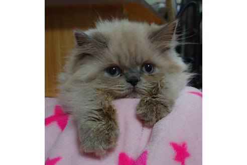 成約済の愛知県のヒマラヤン-18132の5枚目