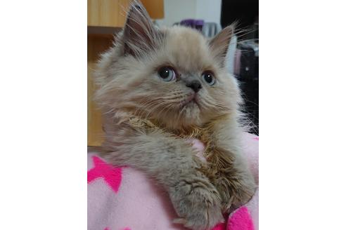 成約済の愛知県のヒマラヤン-18132の4枚目