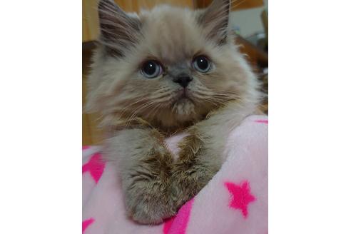 成約済の愛知県のヒマラヤン-18132の3枚目