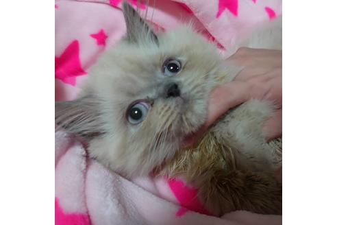 成約済の愛知県のヒマラヤン-18132の2枚目