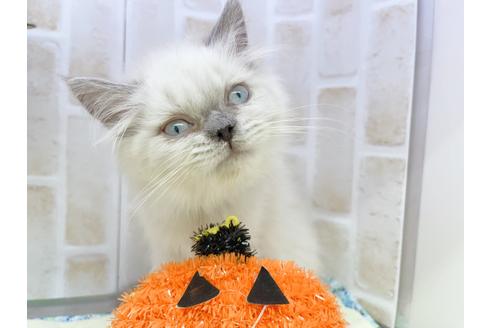 成約済の東京都のヒマラヤン-18140の10枚目