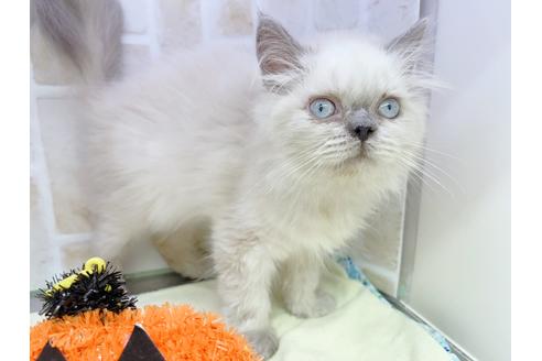 成約済の東京都のヒマラヤン-18140の11枚目