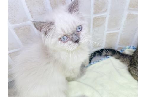 成約済の東京都のヒマラヤン-18140の12枚目