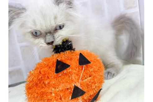 成約済の東京都のヒマラヤン-18140の1枚目