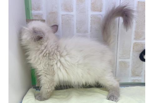 成約済の東京都のヒマラヤン-18140の2枚目