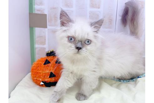 成約済の東京都のヒマラヤン-18140の3枚目