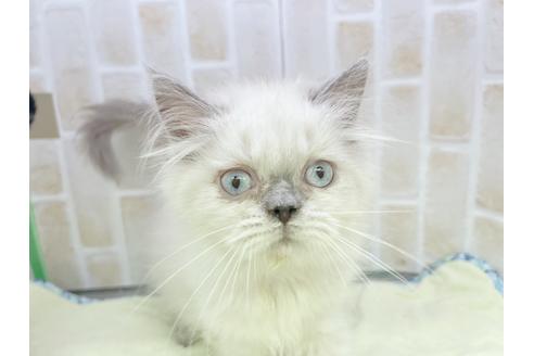 成約済の東京都のヒマラヤン-18140の4枚目