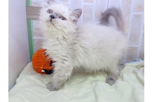 成約済の東京都のヒマラヤン-18140の5枚目