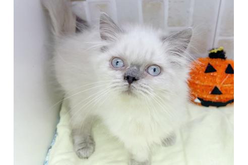 成約済の東京都のヒマラヤン-18140の6枚目