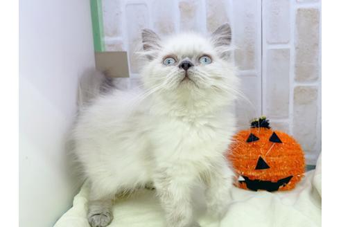 成約済の東京都のヒマラヤン-18140の7枚目