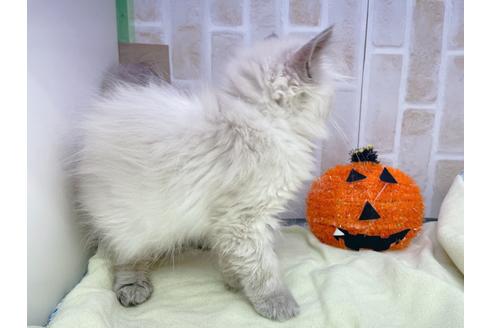 成約済の東京都のヒマラヤン-18140の8枚目