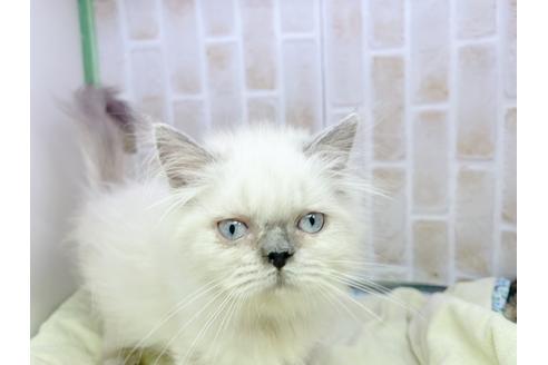 成約済の東京都のヒマラヤン-18140の9枚目