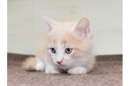 成約済の愛知県のミヌエット-17772の1枚目