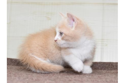 成約済の愛知県のミヌエット-17772の7枚目