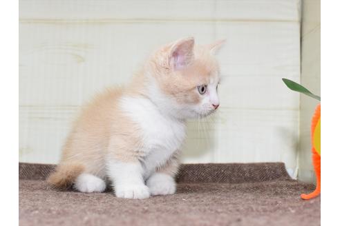 成約済の愛知県のミヌエット-17772の6枚目